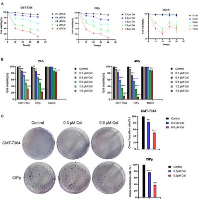 Celastrol Inhibits Canine Mammary Tumor Cells by Inducing Apoptosis via the Caspase Pathway